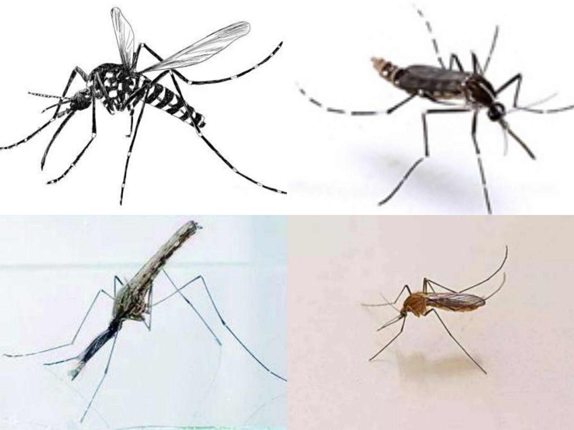 蚊虫防治方案