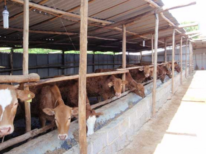 养牛场有害生物防治方案