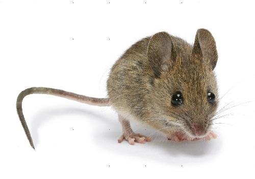 鼠类防治方案